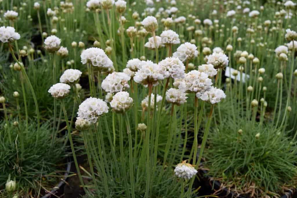 Armeria maritima 'Alba' ---